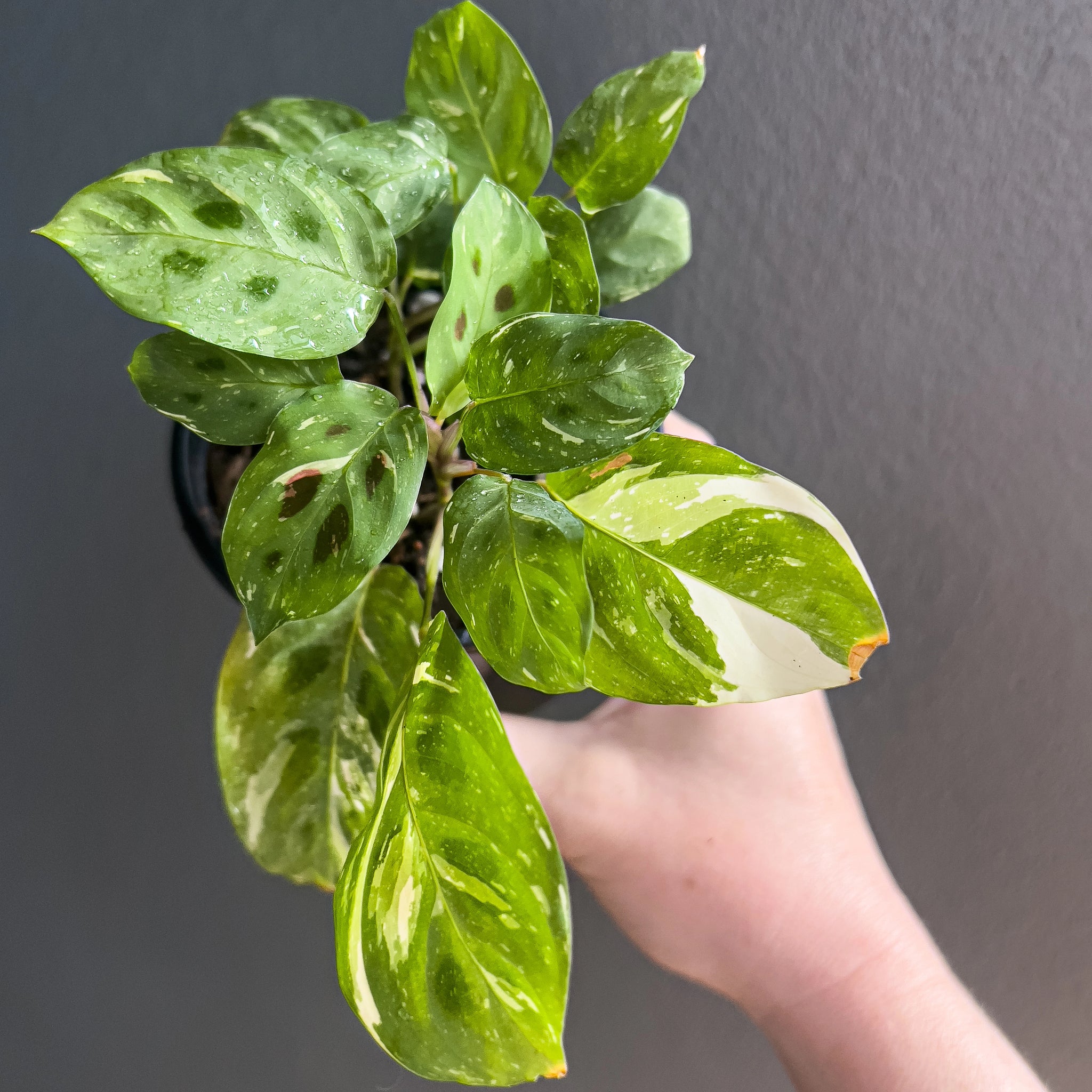 prayer plant variegated Maranta Leuconeura Kerchoveana Variegated