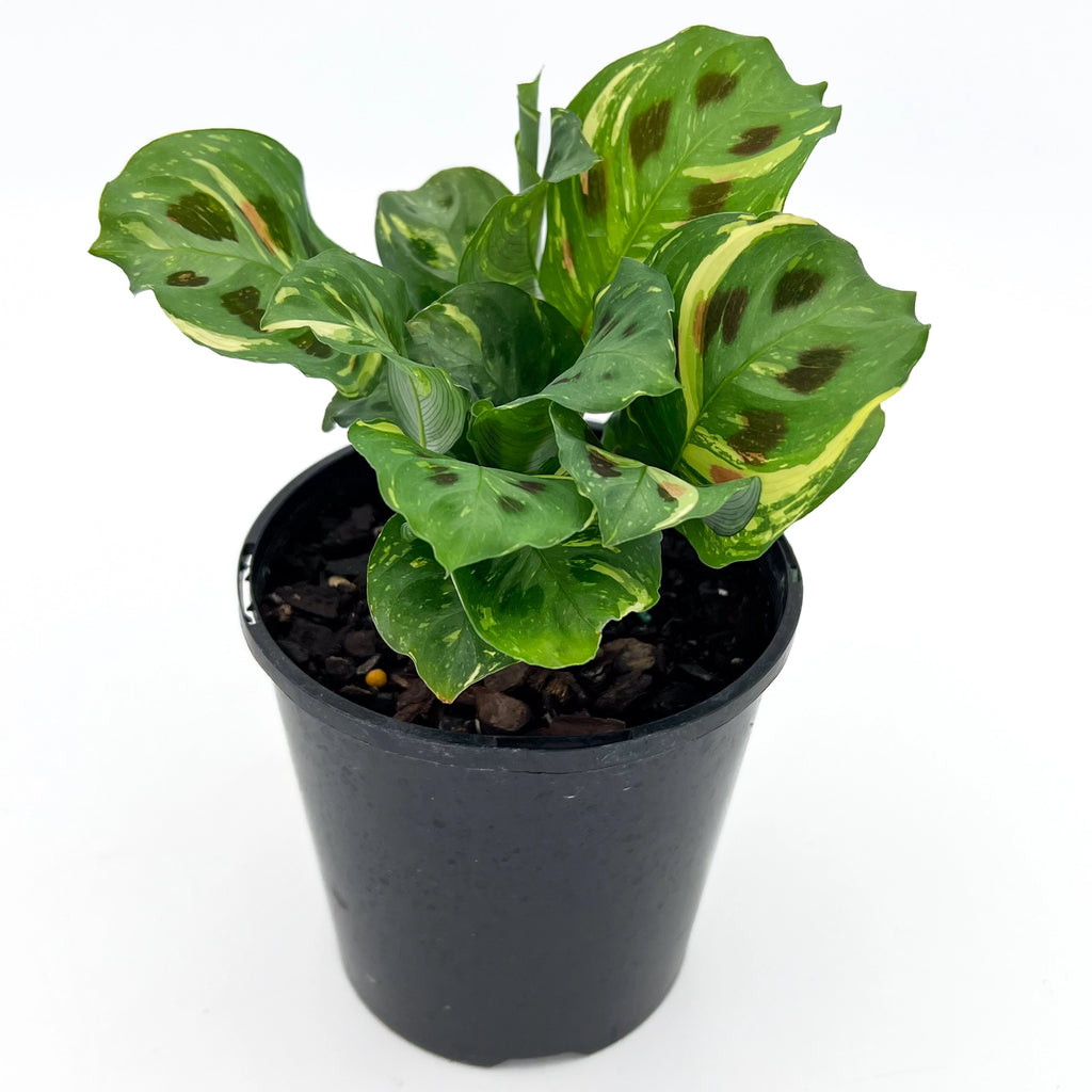 Variegated Maranta in a nursery pot showcasing unique foliage patterns, ideal for indoor plants, Chalet Boutique, Australia.