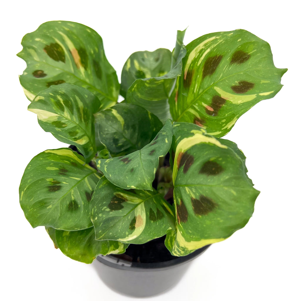 Variegated Maranta in a nursery pot showcasing unique foliage patterns, perfect for indoor plant enthusiasts. Chalet Boutique, Australia.