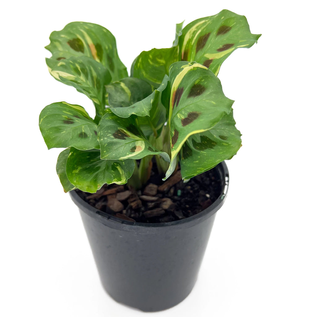 Variegated Maranta in a 12.5cm pot, showcasing unique foliage patterns. Buy rare indoor plants online at Chalet Boutique, Australia.