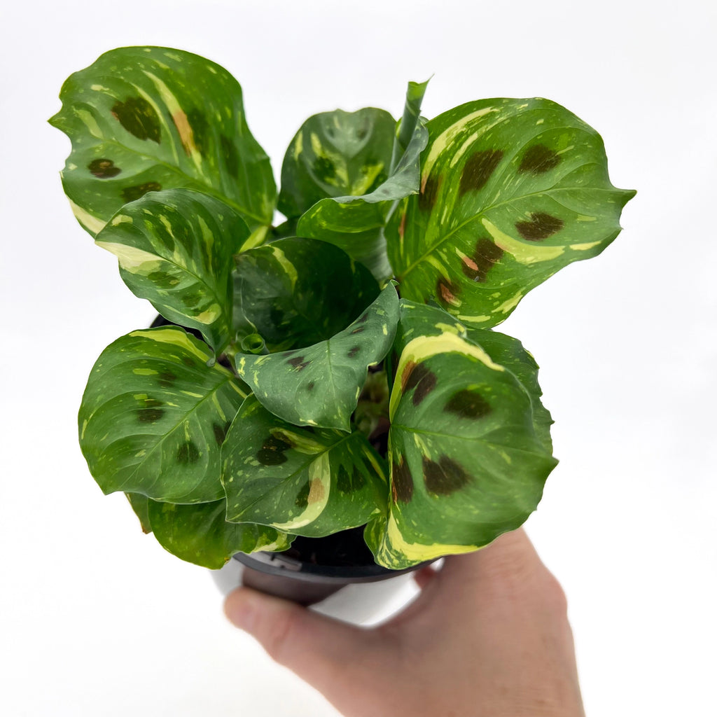 Variegated Maranta plant with unique foliage in nursery pot, ideal for indoor spaces, available at Chalet Boutique, Australia.