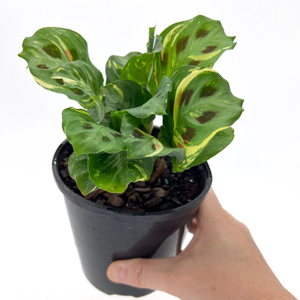 Variegated Maranta plant in pot, showcasing unique leaf patterns, perfect for indoor plant lovers. Chalet Boutique, Australia.