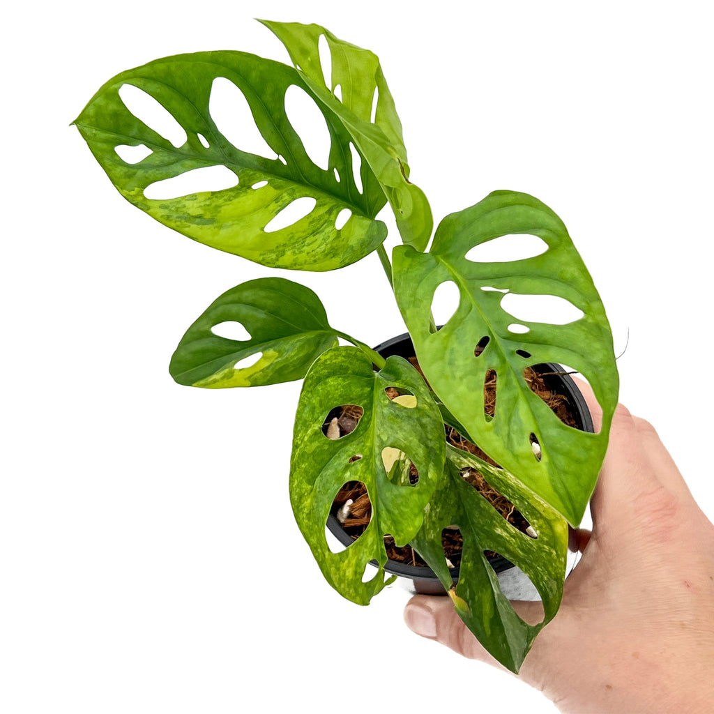 Monstera Adansonii 'Monkey Mask' Aurea Variegated in hand, showcasing its unique variegation and vibrant green leaves.