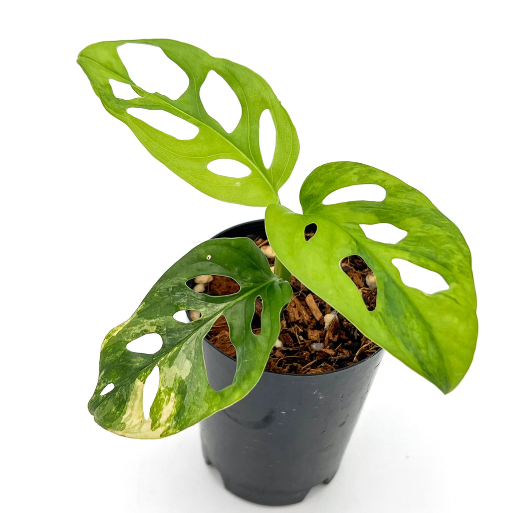 Monstera Adansonii 'Monkey Mask' Aurea Variegated in pot, showcasing rare variegated leaves for indoor plants.