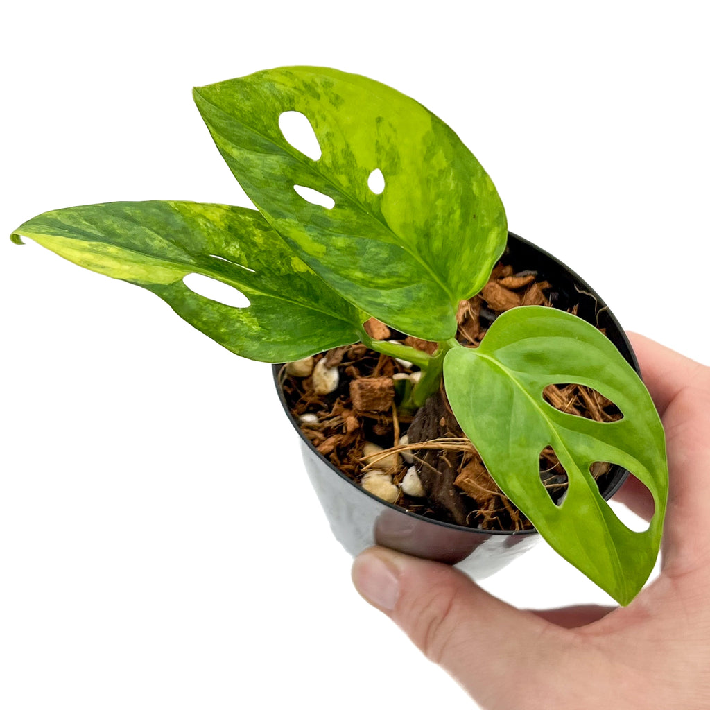 Monstera Adansonii 'Monkey Mask' Aurea Variegated in a pot, showcasing rare variegated leaves, perfect for indoor plants.