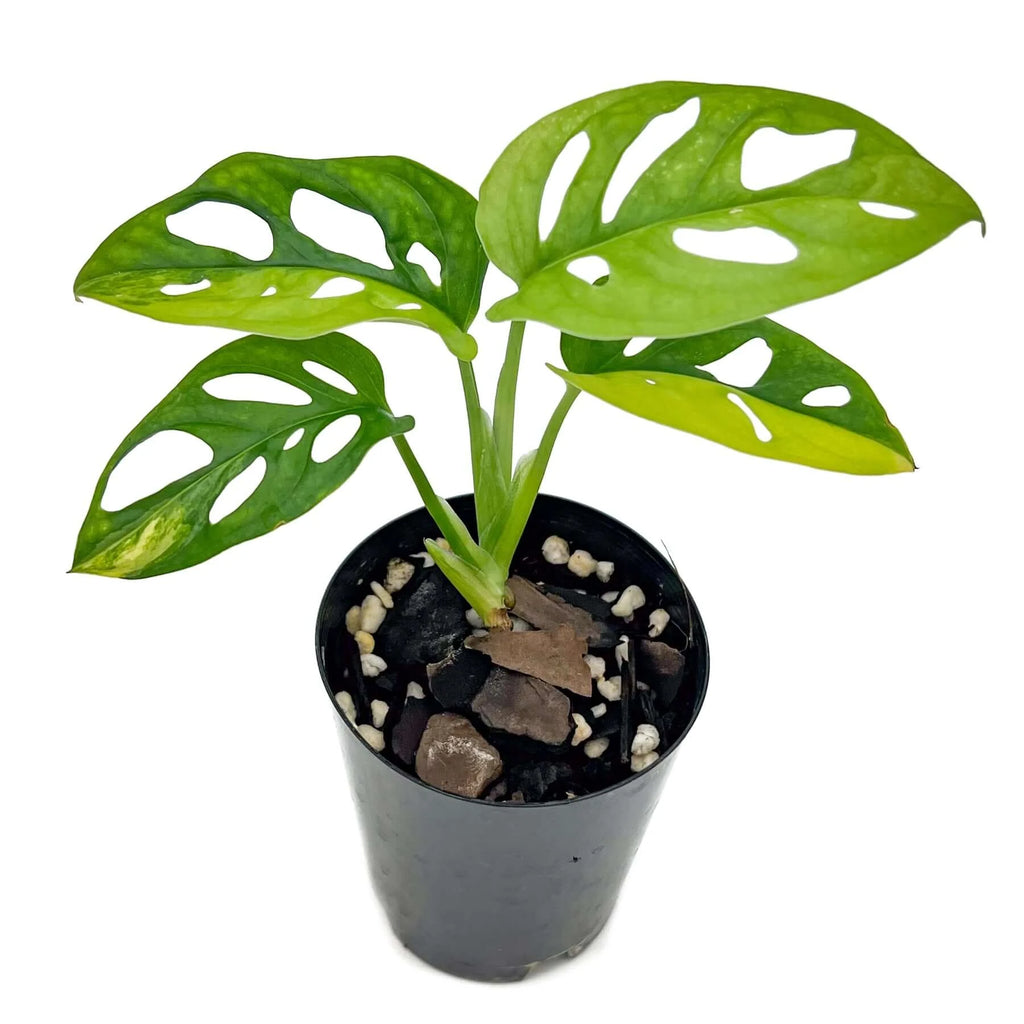 Monstera Adansonii 'Monkey Mask' Aurea Variegated | Indoor Plant | Chalet Boutique - Australia