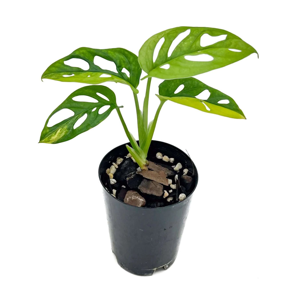 Monstera Adansonii 'Monkey Mask' Aurea Variegated | Indoor Plant | Chalet Boutique - Australia