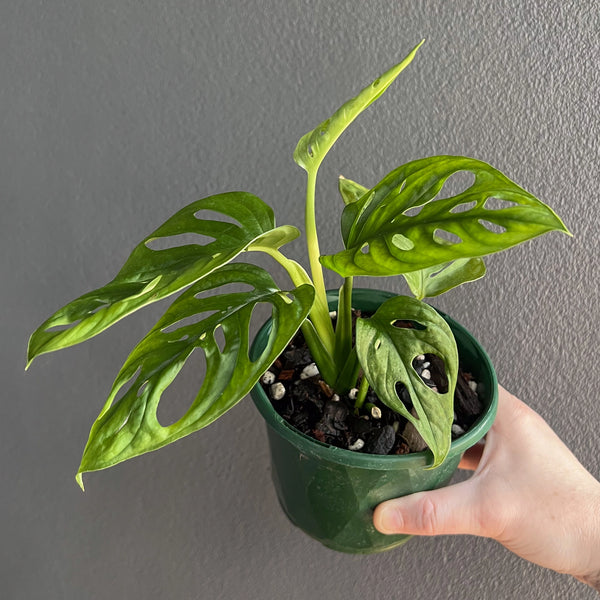 monstera adansonii grande Monstera Adansonii 'Monkey Mask'