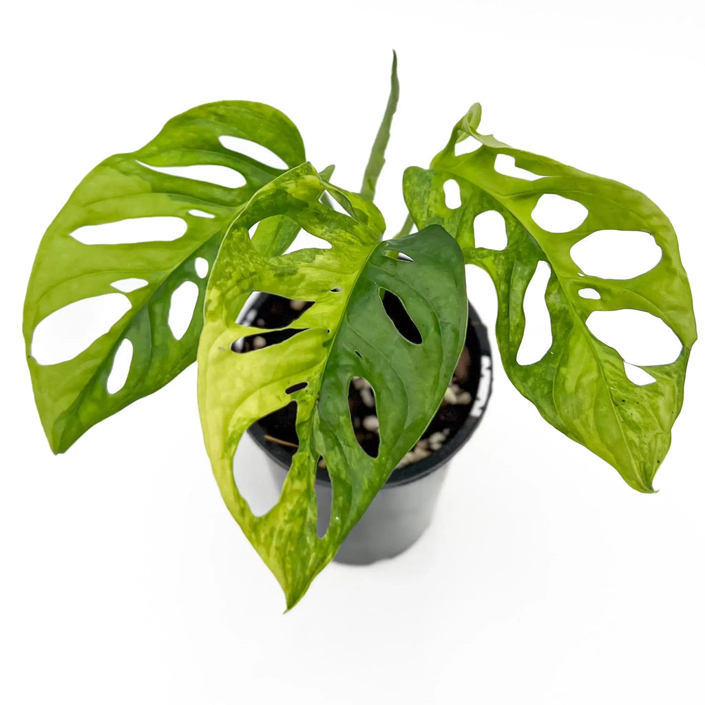 Monstera Adansonii 'Monkey Mask' Aurea Variegated with unique bumpy leaves, perfect for indoor decor. Purchase at Chalet Boutique, Australia.