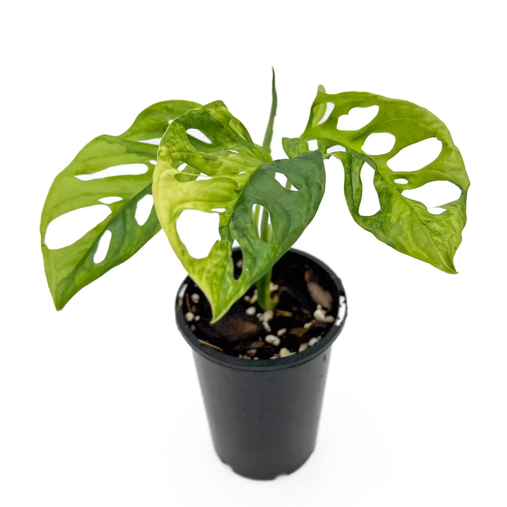 Monstera Adansonii 'Monkey Mask' Aurea Variegated in a pot, featuring unique, vibrant green leaves. Chalet Boutique, Australia.