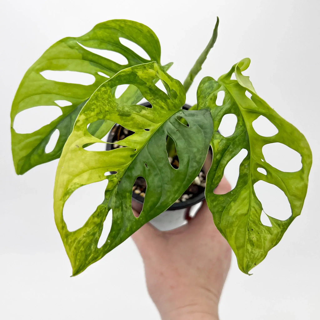 Monstera Adansonii 'Monkey Mask' Aurea Variegated indoor plant with unique green leaves held by a hand, Chalet Boutique, Australia.
