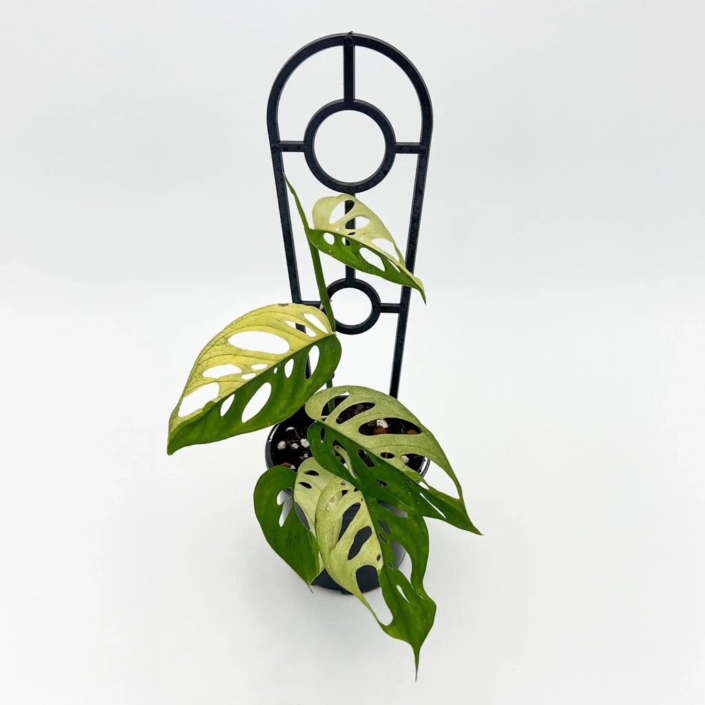 Variegated Monstera adansonii in planter, showcasing unique foliage, available at Chalet Boutique, Australia.