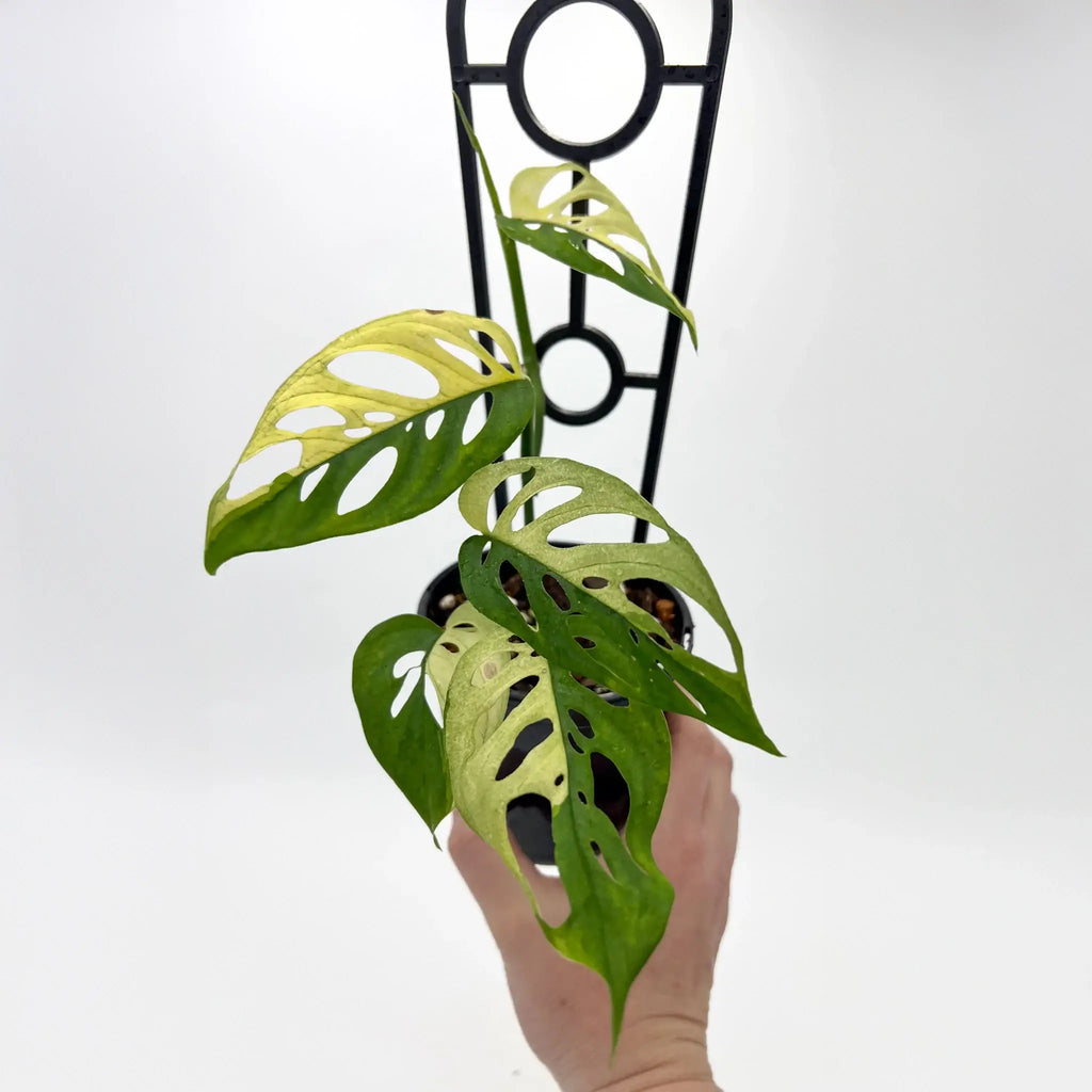 Rare Monstera adansonii Variegated houseplant with unique foliage, perfect for indoor collections. Chalet Boutique, Australia.