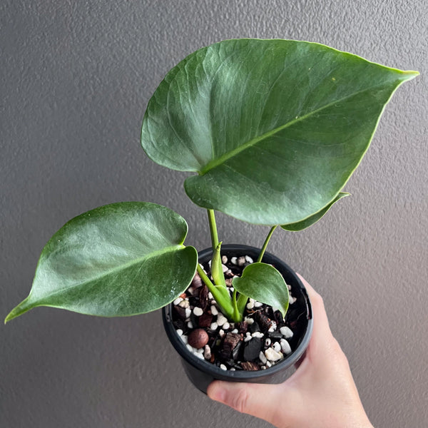 monstera deliciosa buy perth Monstera deliciosa