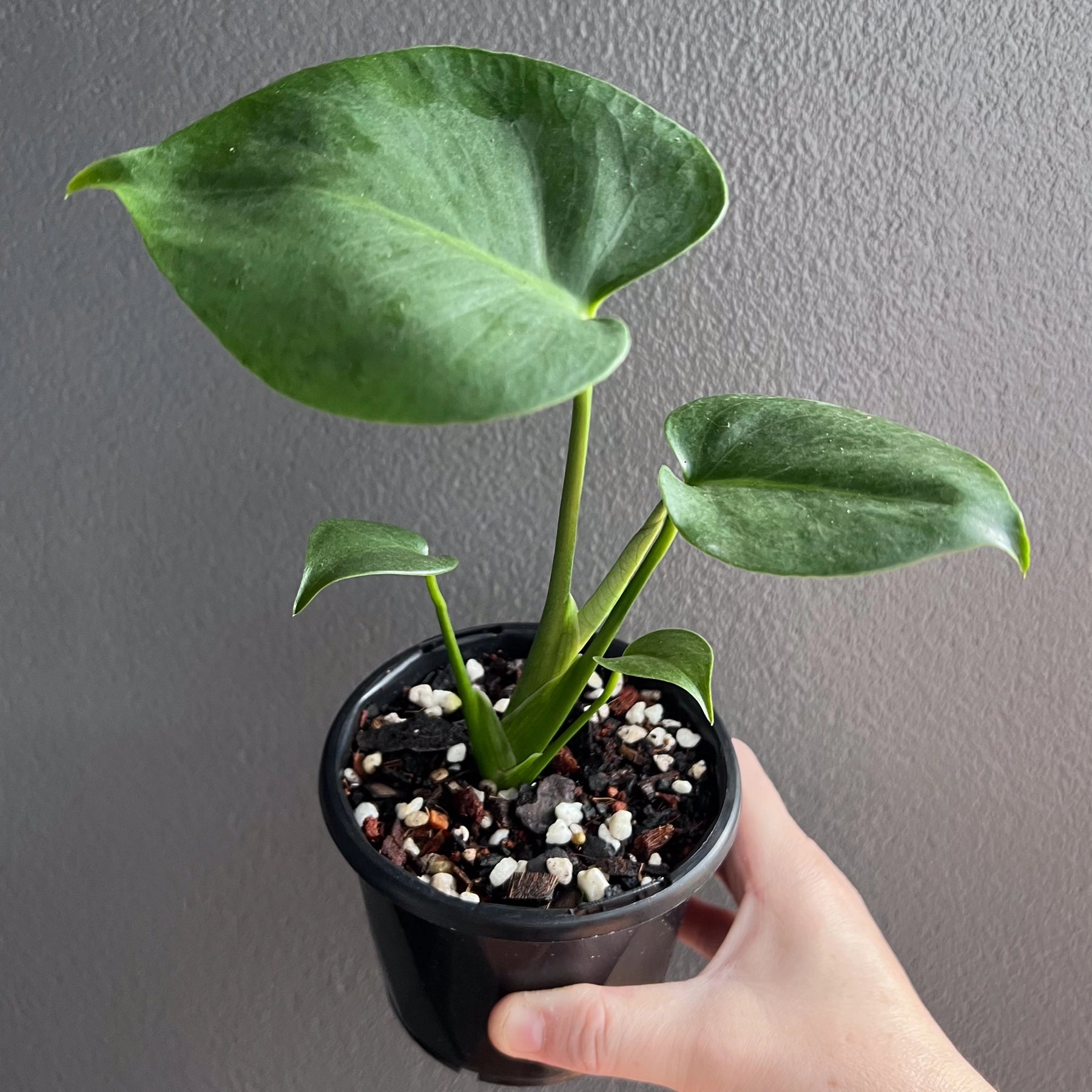 Monstera deliciosa