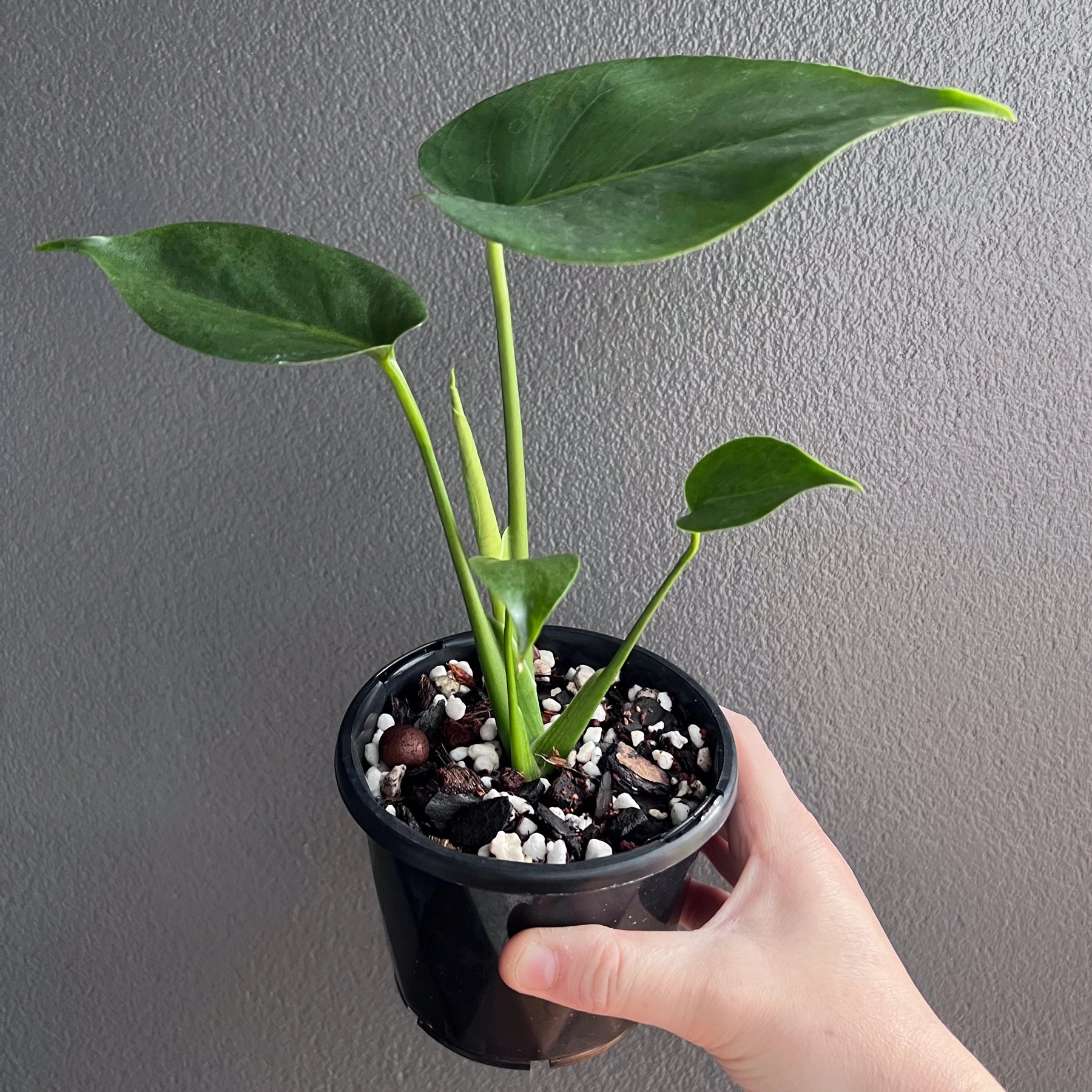 buy monstera deliciosa perth Monstera deliciosa