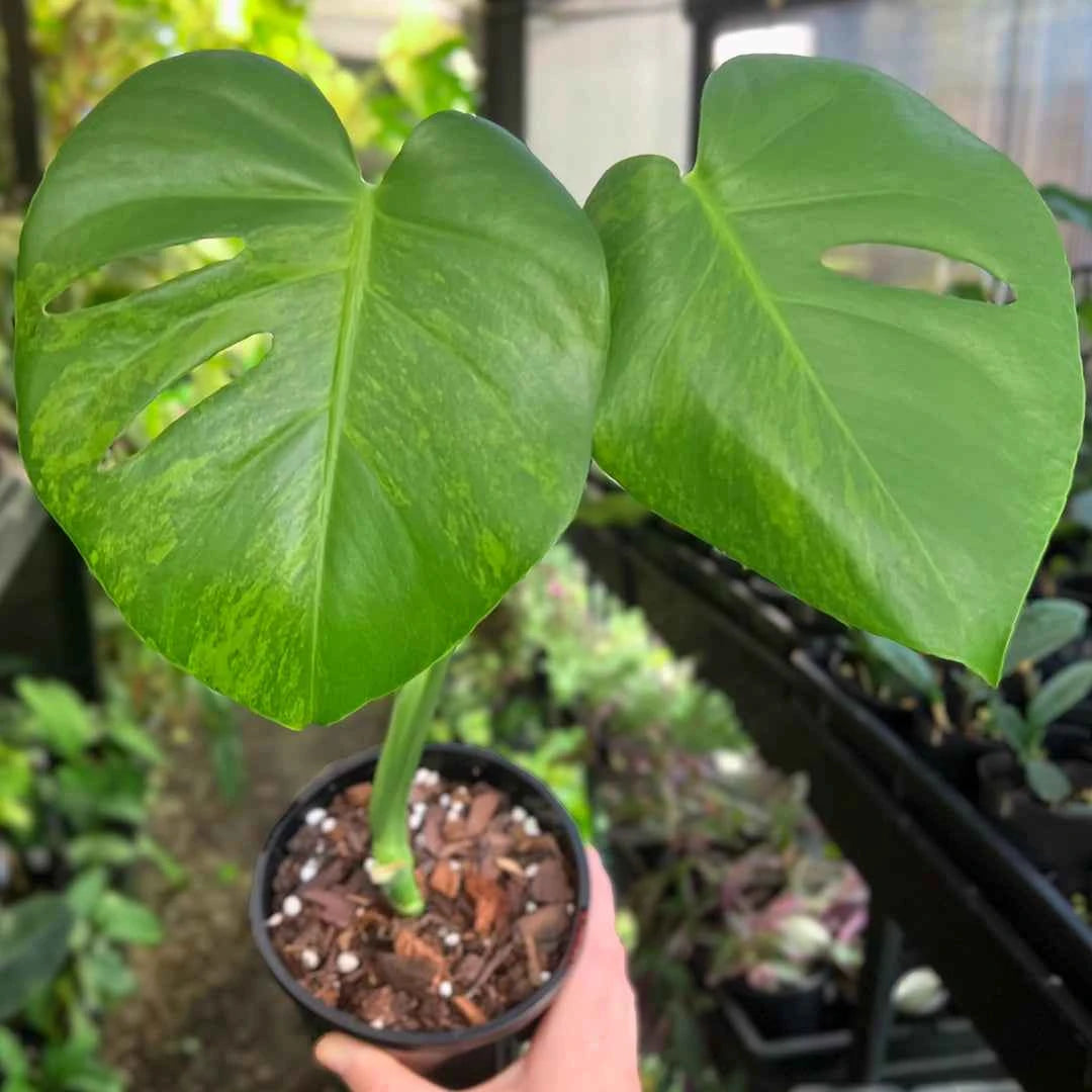 Monstera deliciosa 'Green on Green' Sport Variegated | Australia