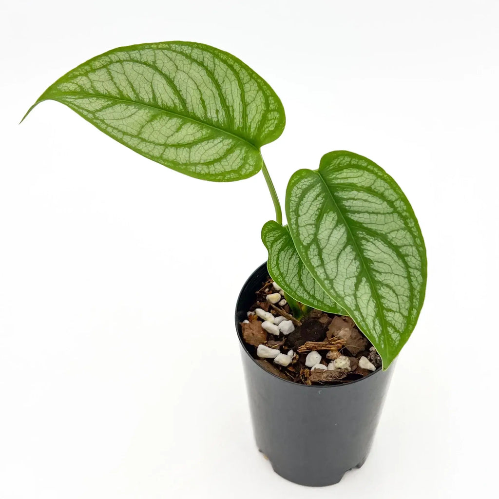 Monstera siltepecana 'El Salvador' plant in black pot, featuring unique fenestrated leaves. Buy rare indoor plants online at Chalet Boutique, Australia.