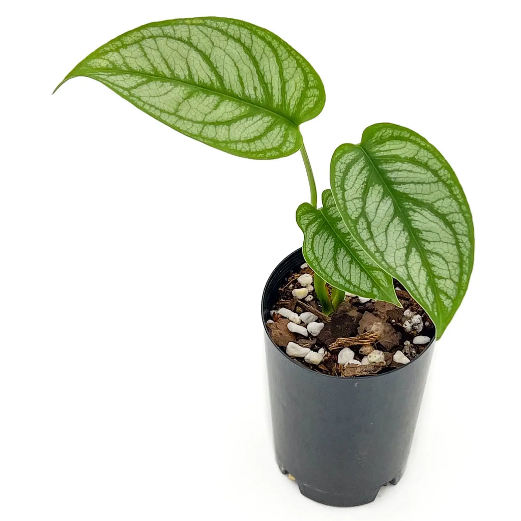 Monstera siltepecana 'El Salvador' with unique silver-streaked leaves in a nursery pot, available at Chalet Boutique, Australia.