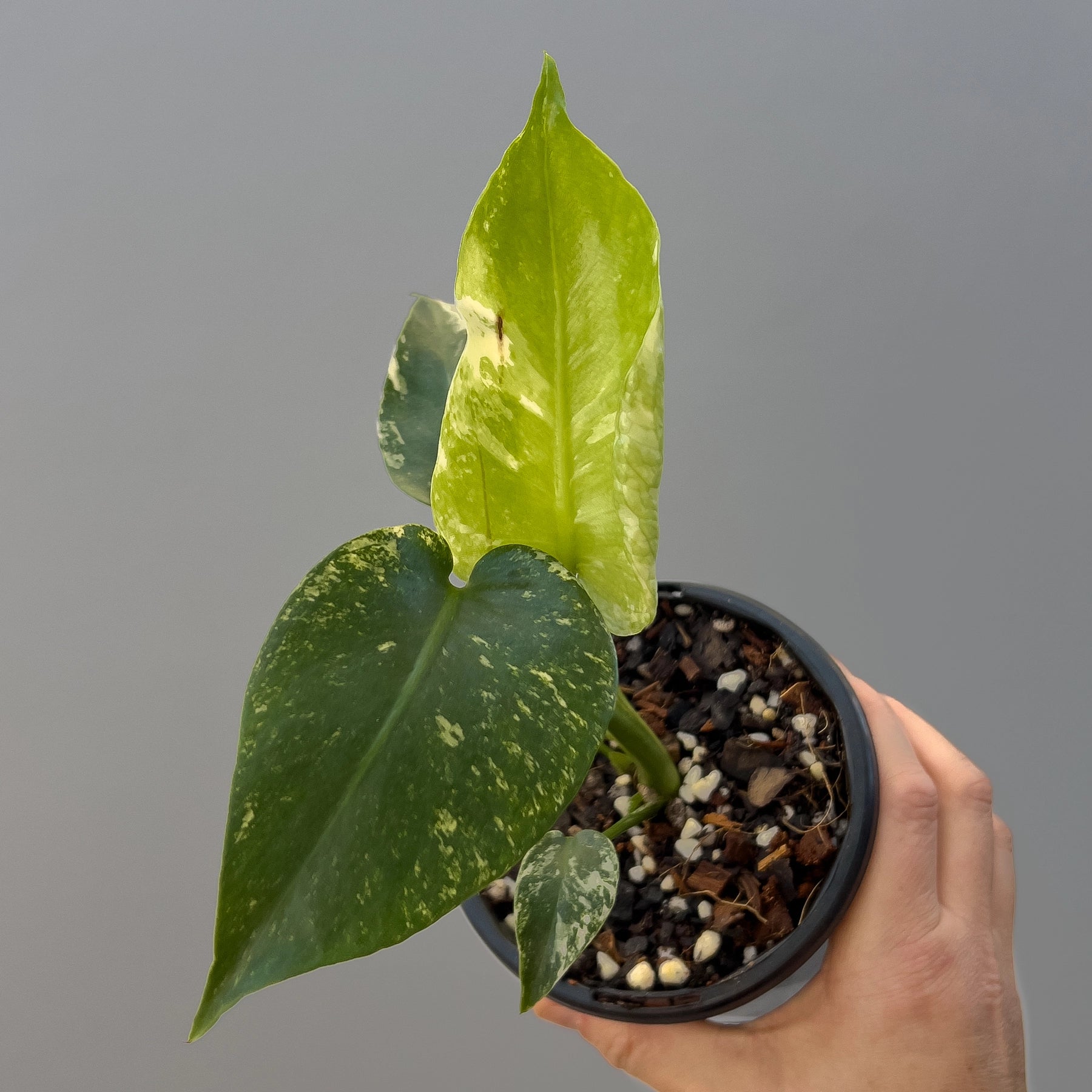 variegated monstera deliciosa for sale australia Monstera deliciosa Mint Variegated