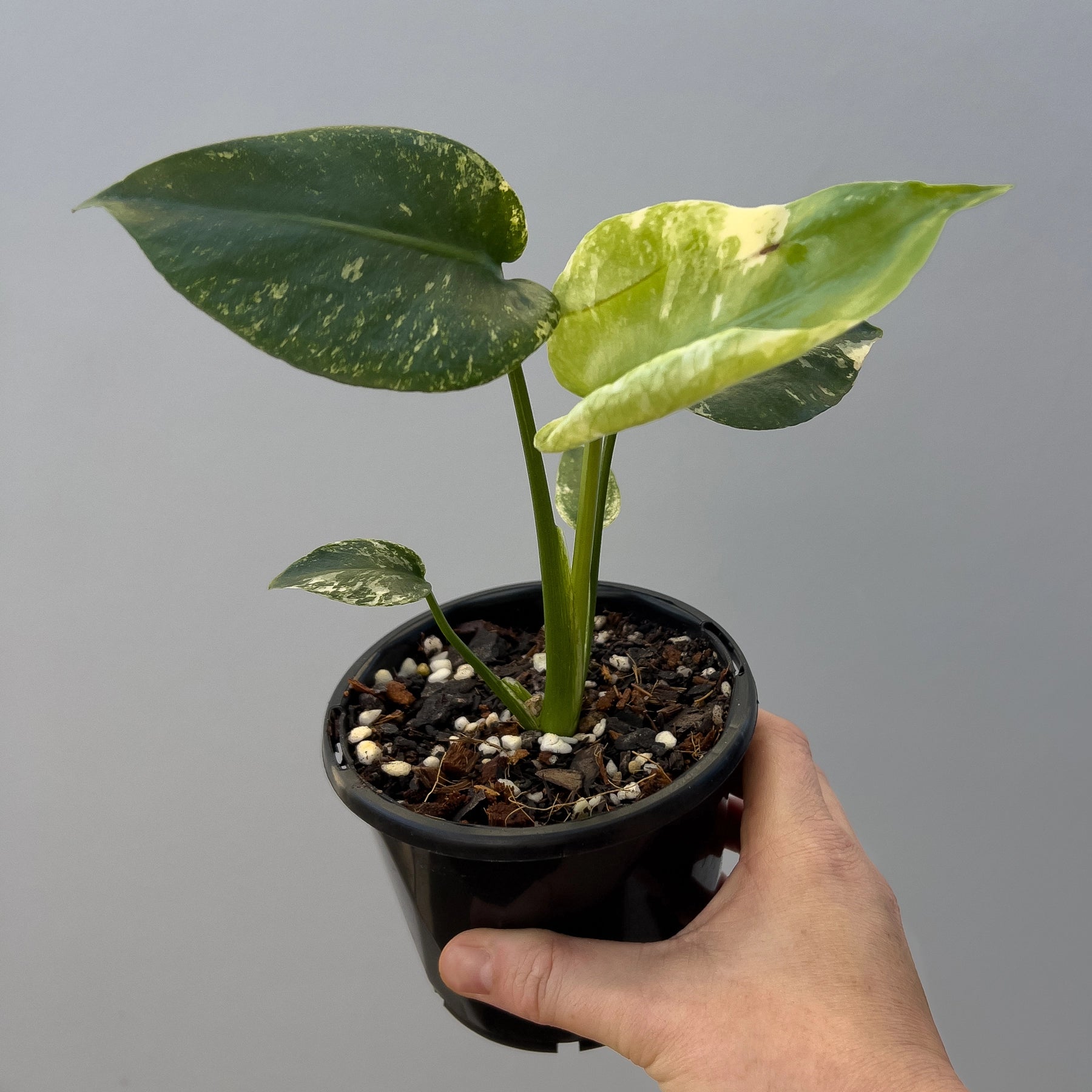 variegated monstera deliciosa australia Monstera deliciosa Mint Variegated