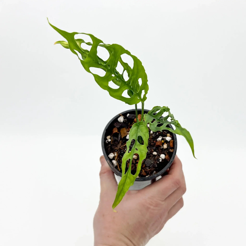 Rare Monstera obliqua 'Peru' with fenestrated leaves, perfect for indoor plant enthusiasts. Chalet Boutique, Australia.