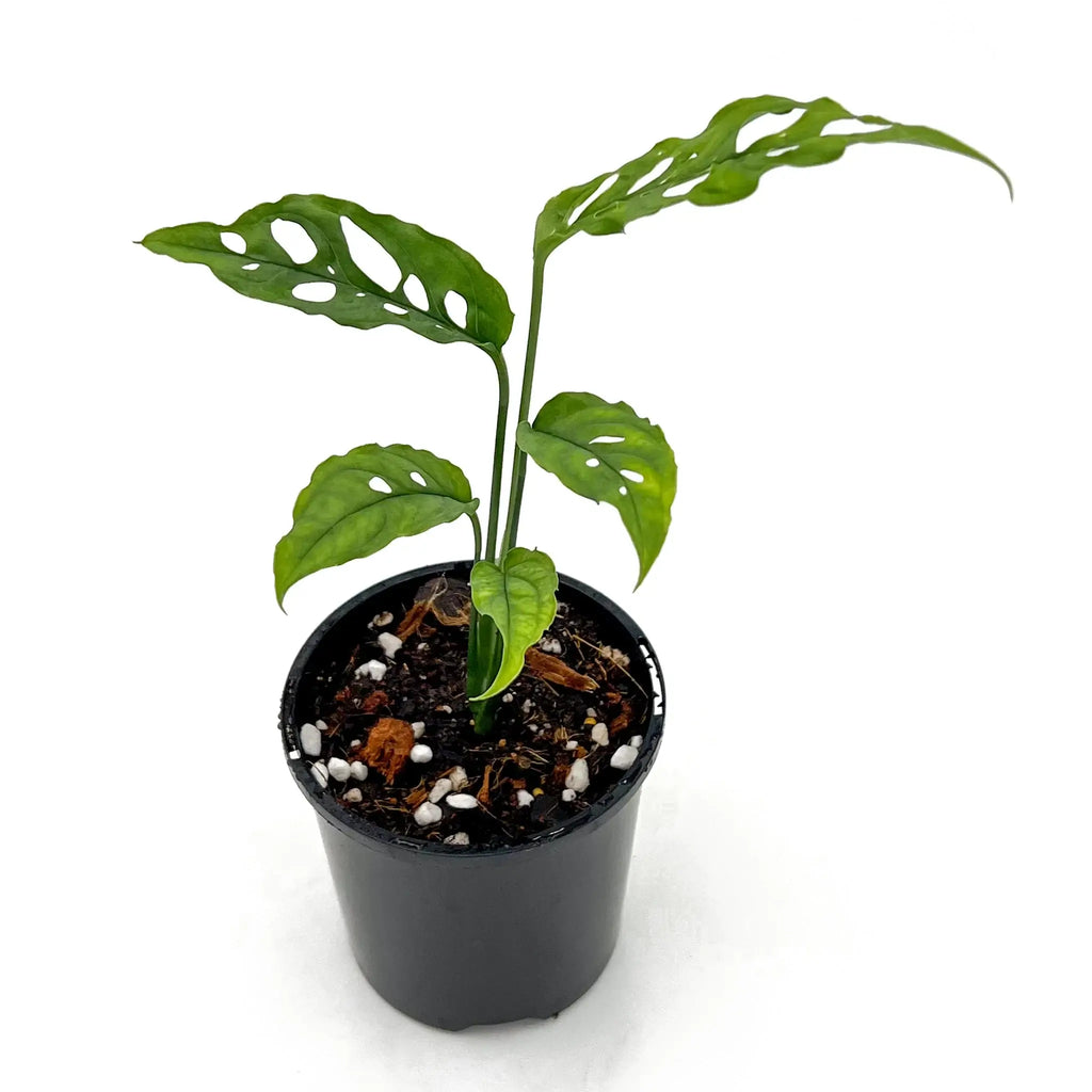 Monstera obliqua 'Peru' showcasing delicate, fenestrated leaves in a black pot, rare indoor plant for sale at Chalet Boutique, Australia.