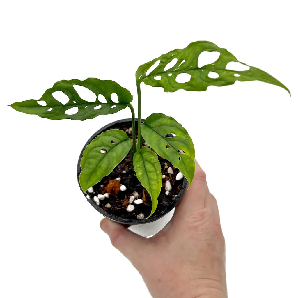 Rare Monstera obliqua 'Peru' plant with fenestrated leaves, perfect for indoor gardens. Chalet Boutique, Australia.