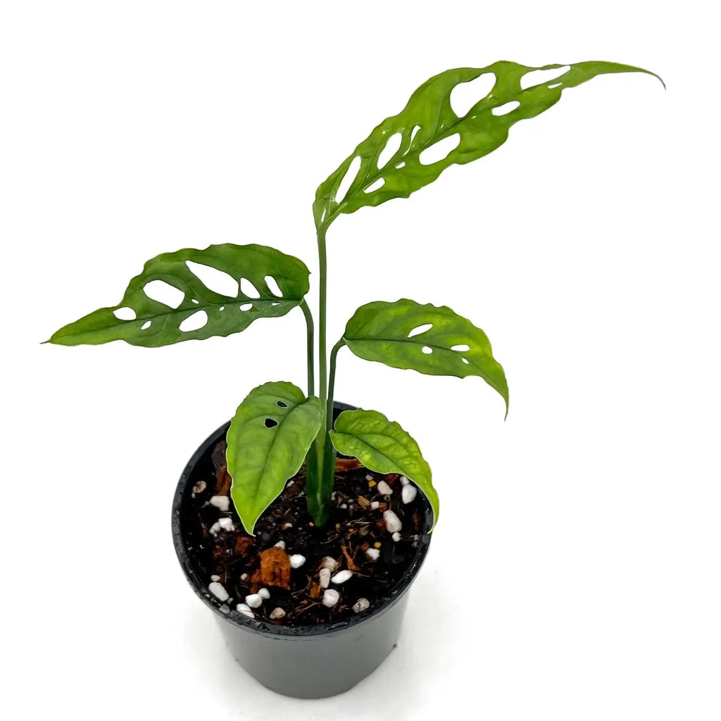 Monstera obliqua 'Peru' with fenestrated leaves in a black pot, a unique indoor plant available at Chalet Boutique, Australia.
