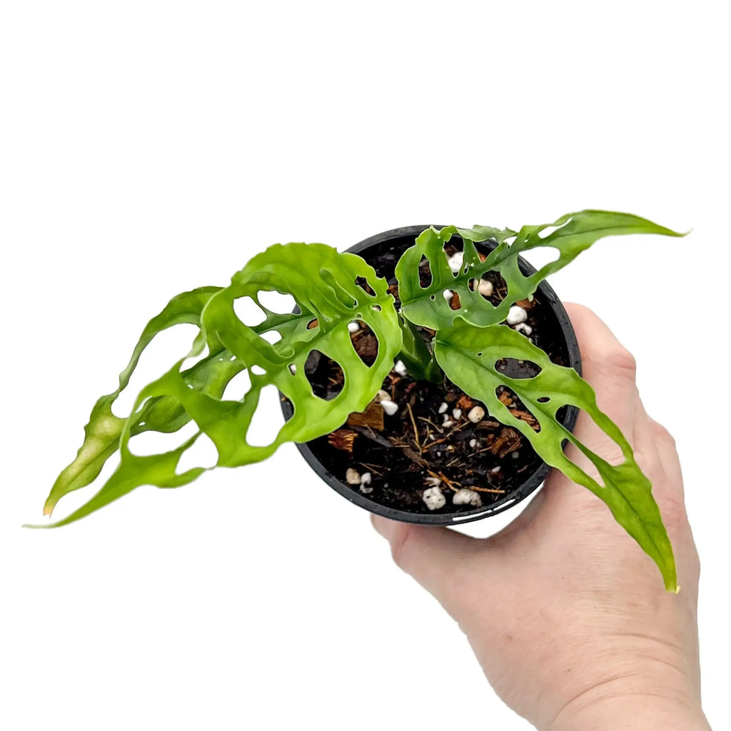 Hand holding a Monstera obliqua 'Peru' with unique fenestrated leaves, perfect for indoor plant lovers. Chalet Boutique, Australia.