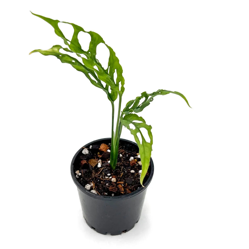 Rare Monstera obliqua 'Peru' plant in pot, featuring fenestrated leaves, available at Chalet Boutique, Australia.