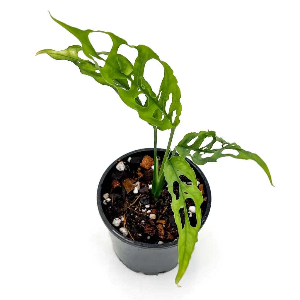 Monstera obliqua 'Peru' in a black pot, featuring unique fenestrated leaves. Perfect rare indoor plant, buy online at Chalet Boutique, Australia.