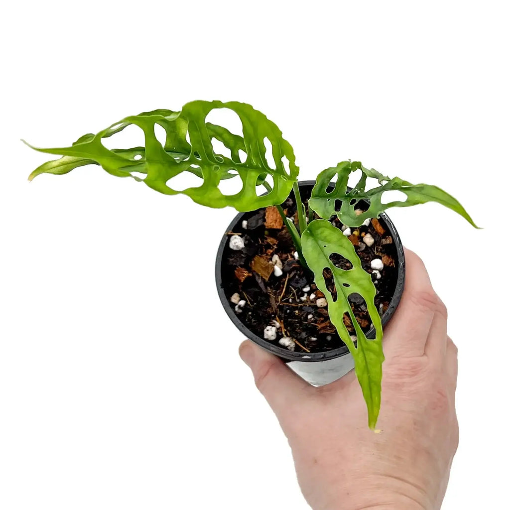 Hand holding a Monstera obliqua 'Peru' with fenestrated leaves in a pot, perfect for rare plant collectors. Chalet Boutique, Australia.