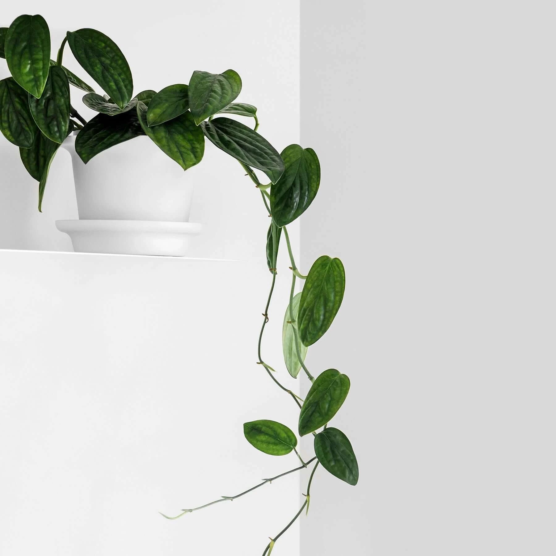 Monstera karstenianum Peru