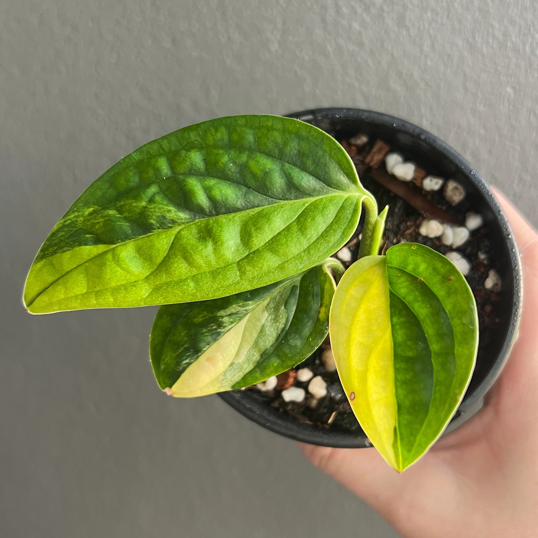 monstera peru yellow leaves Buy Monstera Peru 'Variegated'