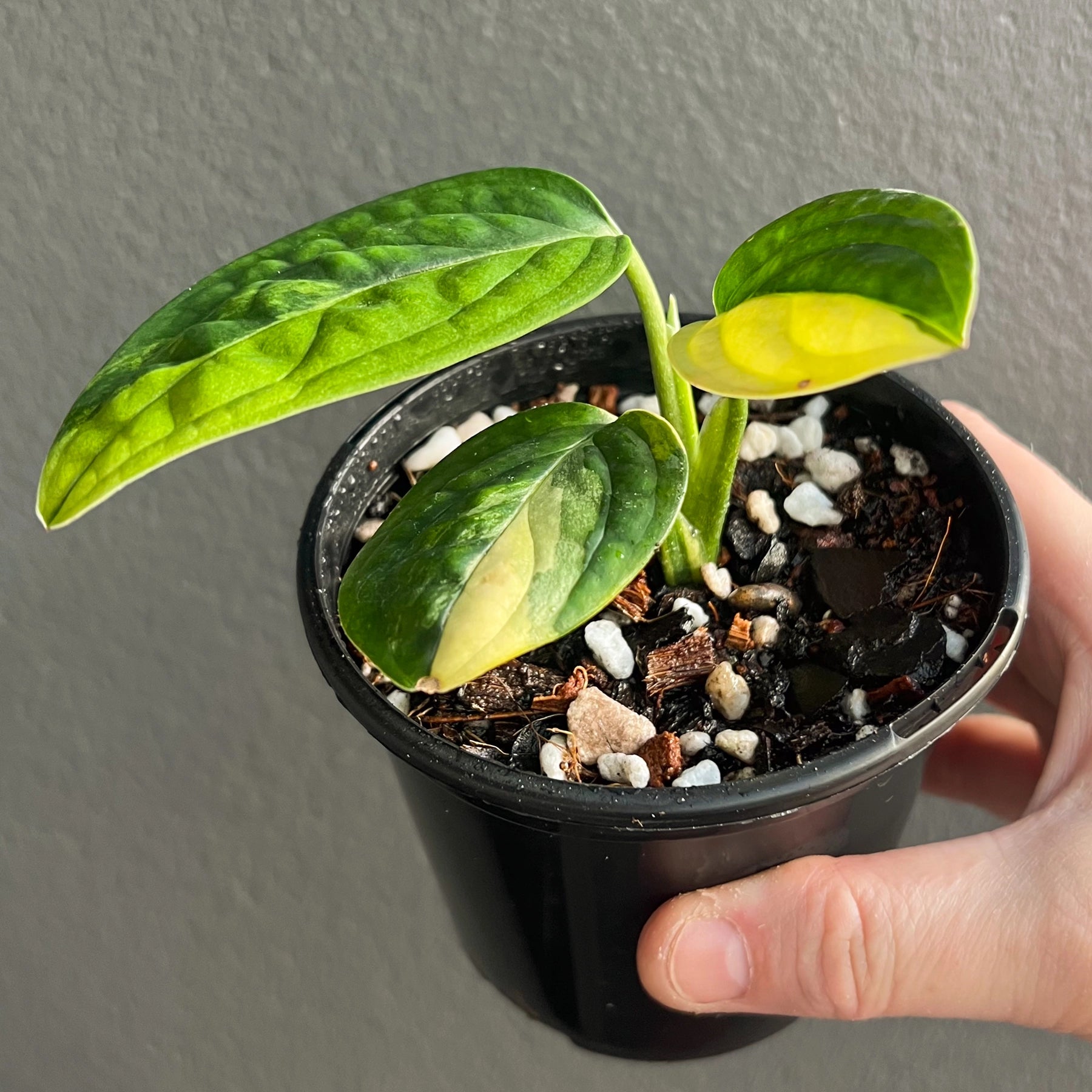 Buy Monstera Peru 'Variegated'