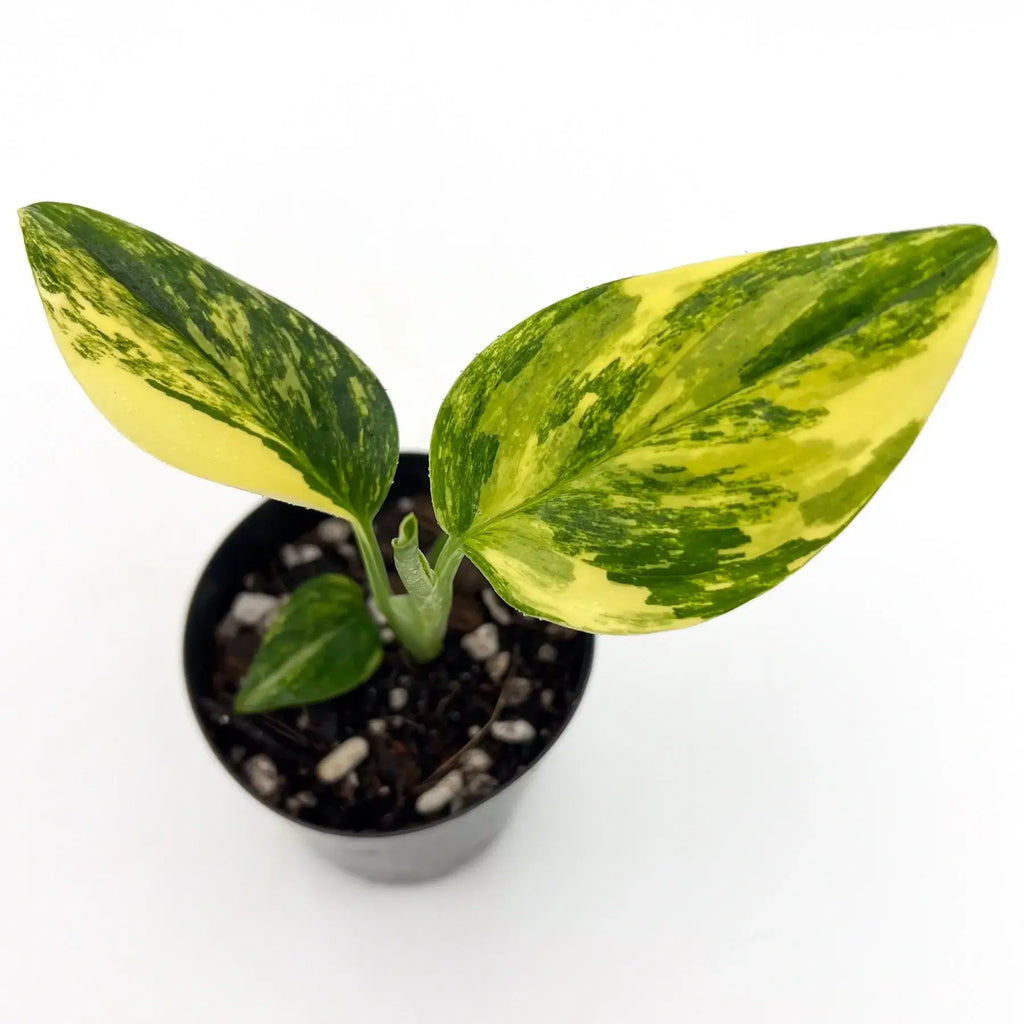 Variegated Monstera Standleyana Aurea with vibrant yellow and green leaves in a black pot, perfect for indoor plant collectors. Chalet Boutique, Australia.