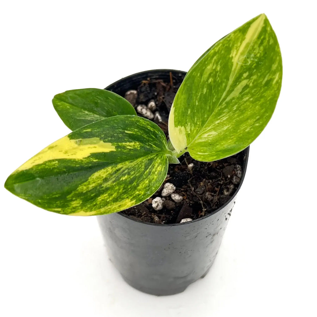 Variegated Monstera Standleyana Aurea in a pot, showcasing its unique yellow marbled leaves. Chalet Boutique, Australia.