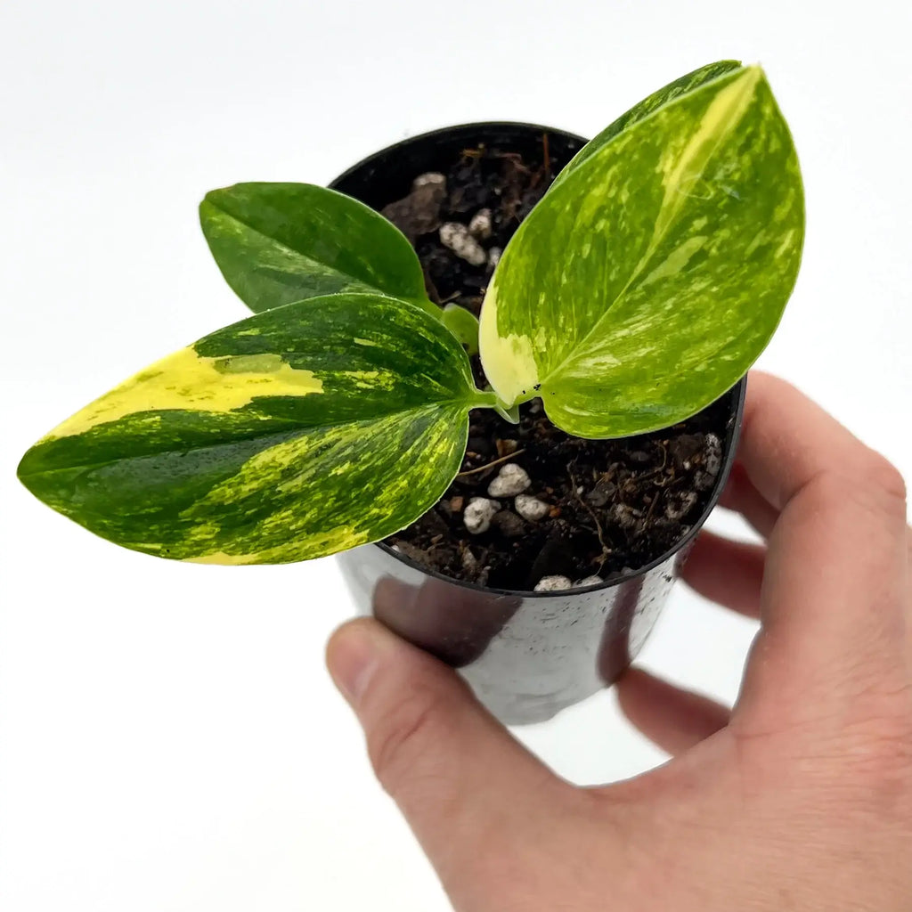 Hand holding a Monstera Standleyana Variegated Aurea with striking yellow marbled leaves, ideal for indoor plant collectors. Chalet Boutique, Australia.