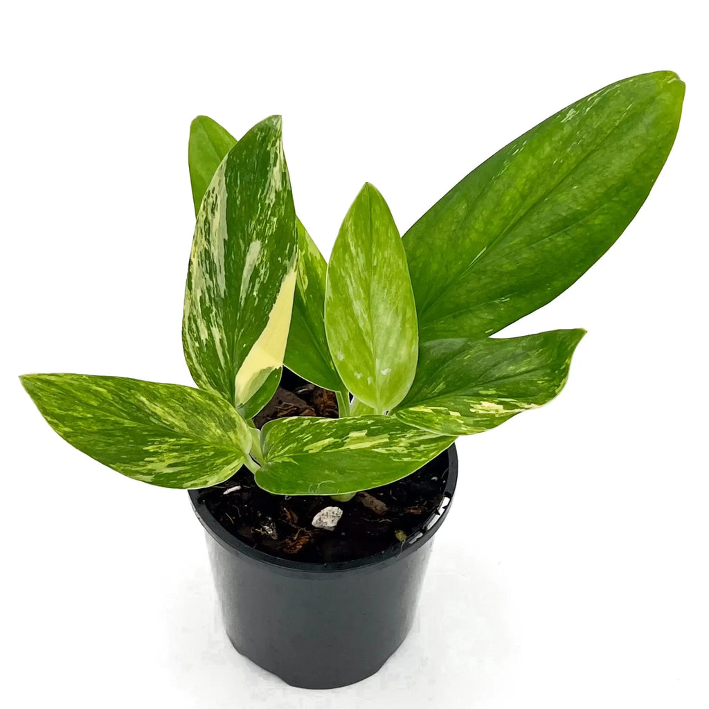Monstera Standleyana Aurea with yellow marbled leaves in a black pot, ideal for indoor plant collectors. Chalet Boutique, Australia.
