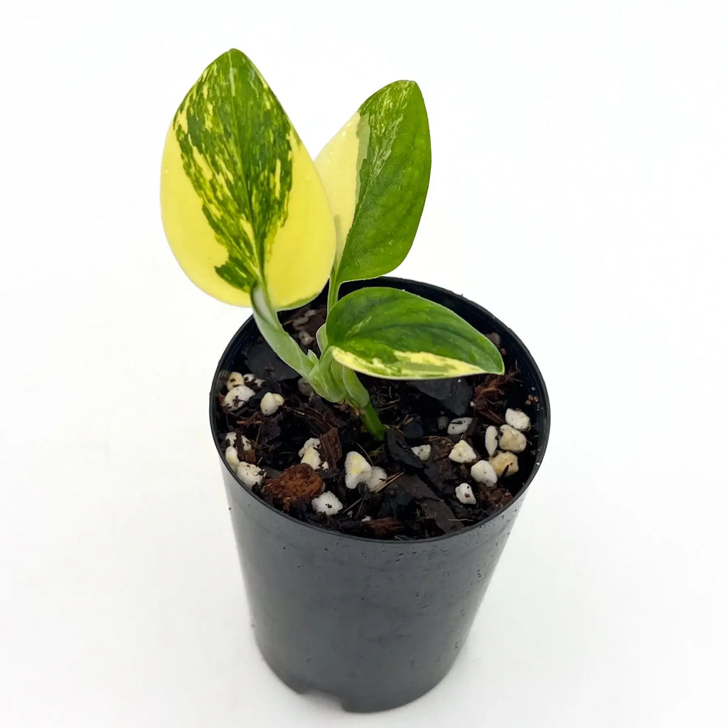 Variegated Monstera Standleyana Aurea plant in black pot, showcasing yellow marbled leaves. Chalet Boutique, Australia.