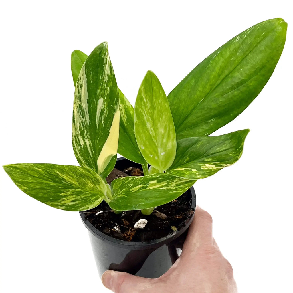 Monstera Standleyana Variegated Aurea in hand, showcasing unique yellow marbled leaves for indoor plant enthusiasts. Chalet Boutique, Australia.