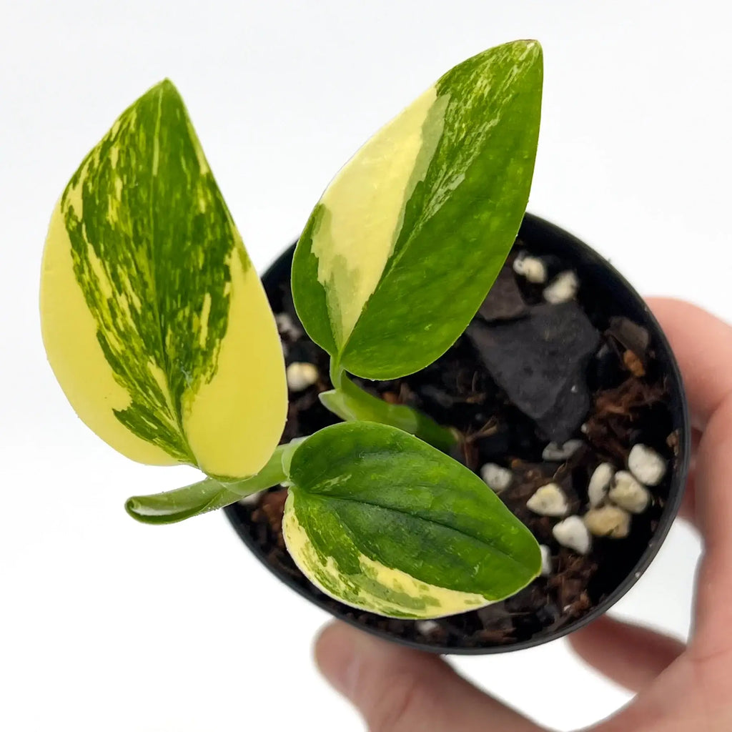 Variegated Monstera Standleyana Aurea plant with yellow marbled leaves in a black pot, ideal for indoor plant lovers. Chalet Boutique, Australia.