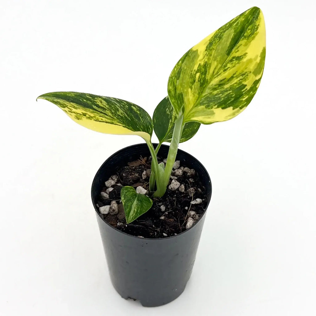 Variegated Monstera Standleyana Aurea in a pot, showcasing yellow marbled leaves, perfect for plant collectors, Chalet Boutique, Australia.