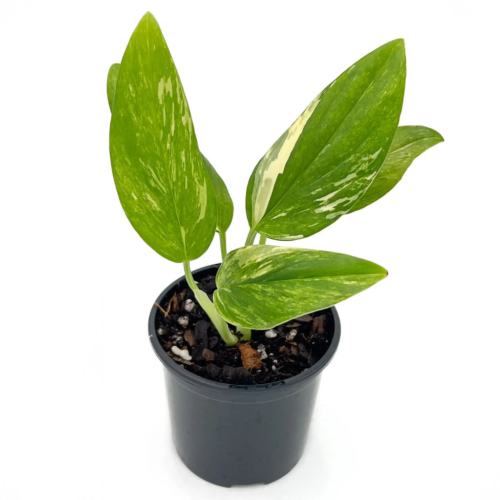 Variegated Monstera Standleyana Aurea in black pot, ideal rare indoor plant for collectors. Chalet Boutique, Australia.