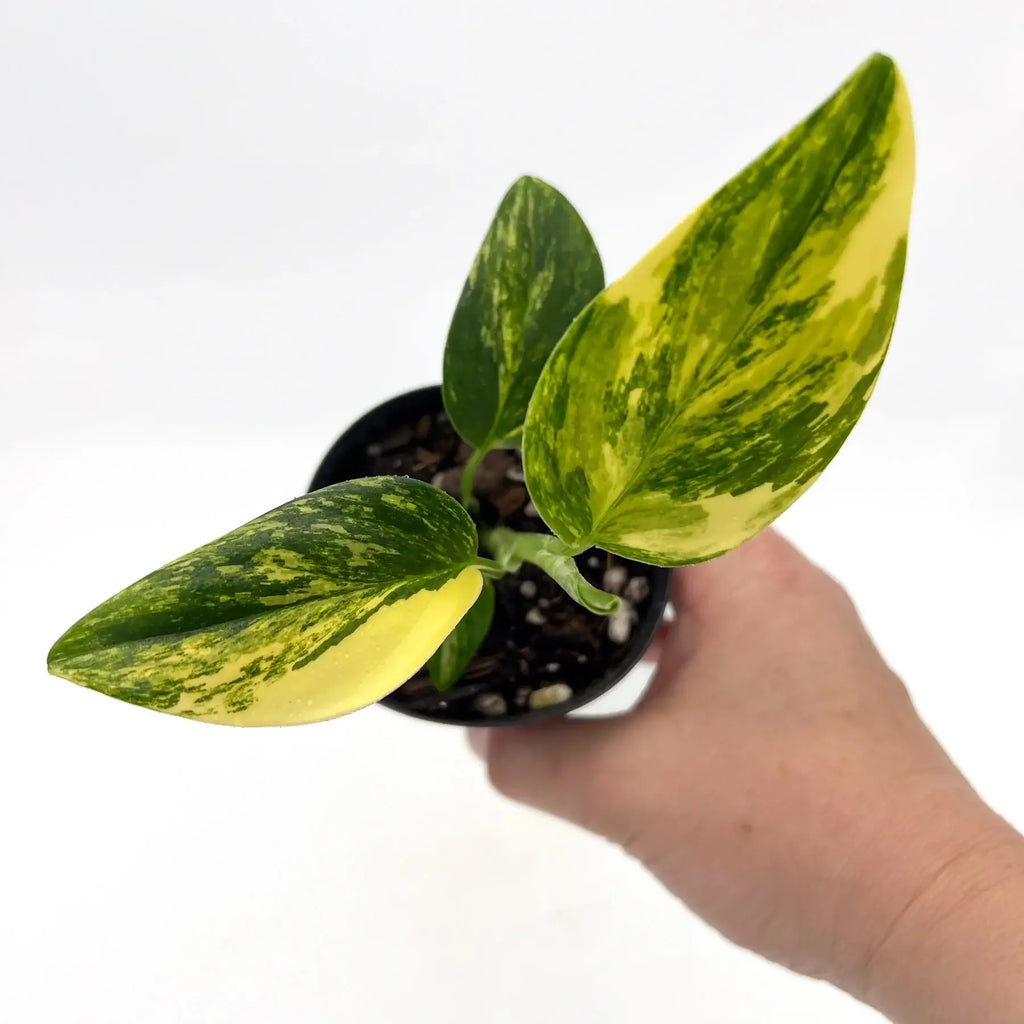 Variegated Monstera Standleyana Aurea with yellow marbled leaves, perfect for indoor plant lovers. Chalet Boutique, Australia.