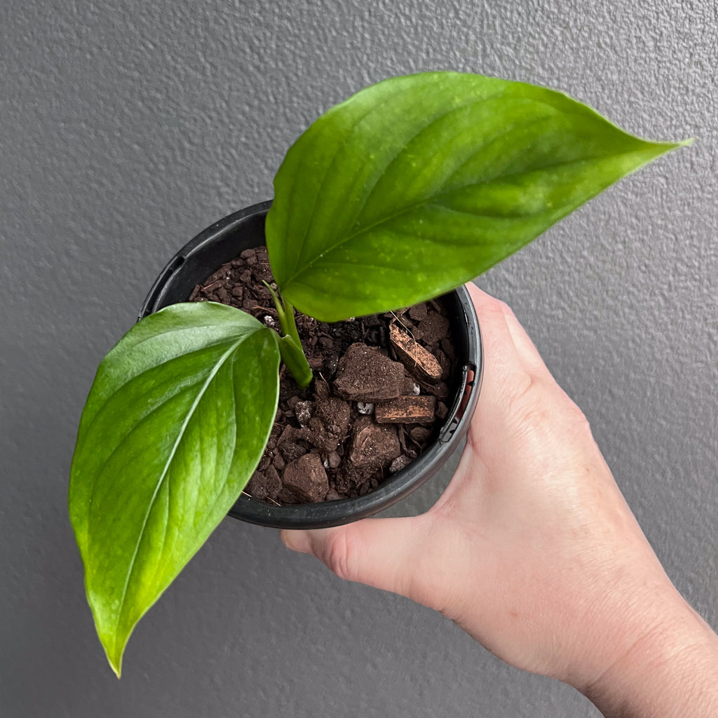 Hand holding a Monstera acacoyaguensis showing glossy perforated leaves with elongated lobes and smooth edges. Rare indoor plant nursery Australia.