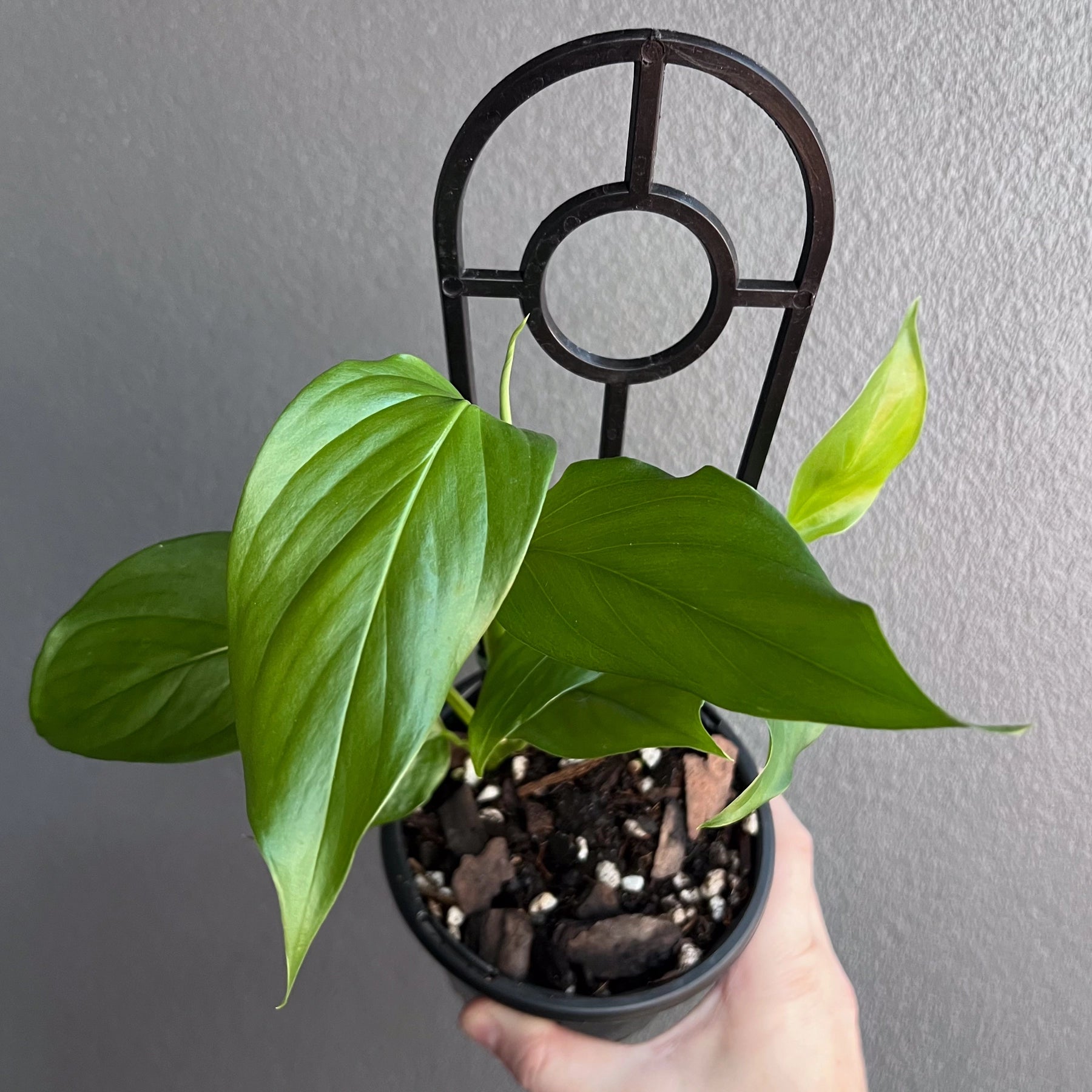 Buy Monstera Acacoyaguensis - Rare Indoor Plant Australia