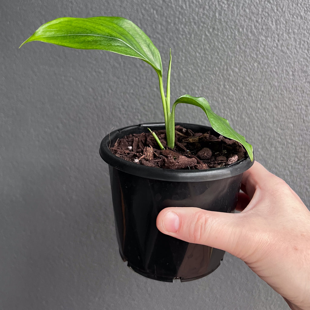 Close-up of Monstera acacoyaguensis foliage highlighting deep green texture and narrow fenestrations along the leaf blade. Rare indoor plant collectors Australia.