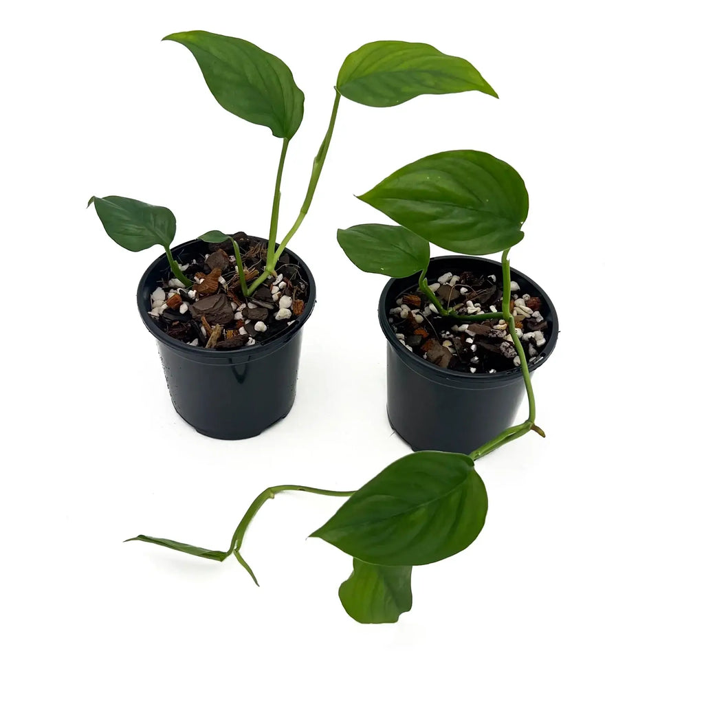 Two Monstera acacoyaguensis plants in pots, showcasing glossy green leaves, perfect for indoor plant enthusiasts. Chalet Boutique, Australia.